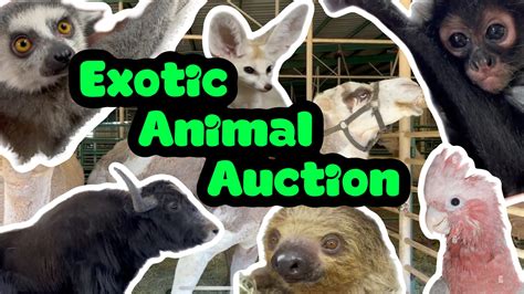 dr richard miller exotic animals for sale|Exotic Auction .